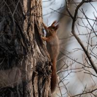 Eichhörnchen